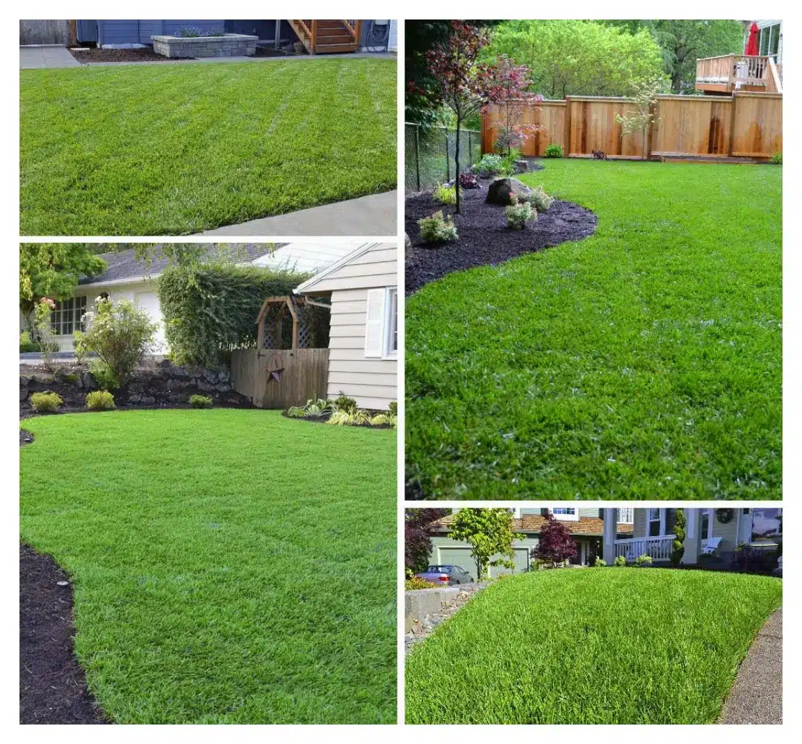 new sod lawns portland oregon