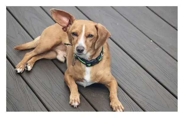 Custom Decks in Portland Beaverton Oregon