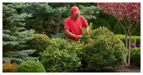 Pruning Landscape Company – Portland Oregon