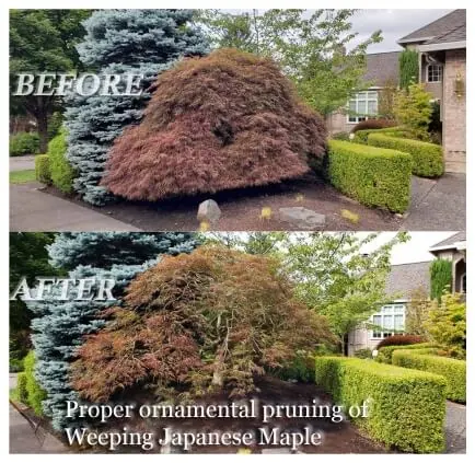 Pruning Landscape Company – Portland Oregon