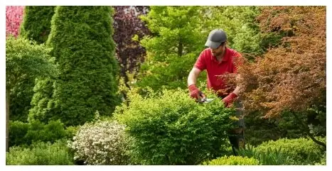 Pruning Landscape Company – Portland Oregon