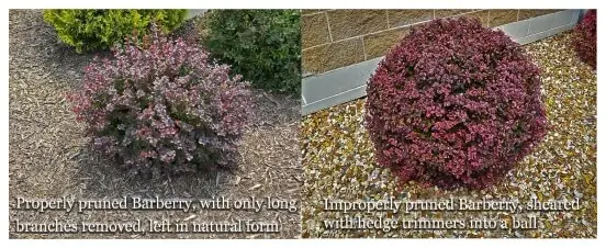 Pruning Landscape Company – Portland Oregon