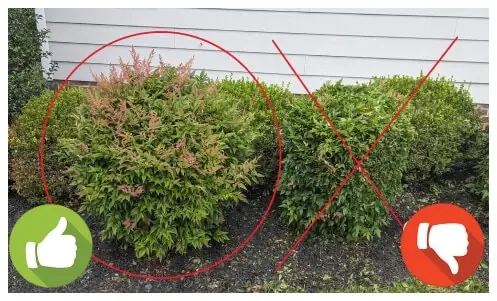 Pruning Landscape Company – Portland Oregon