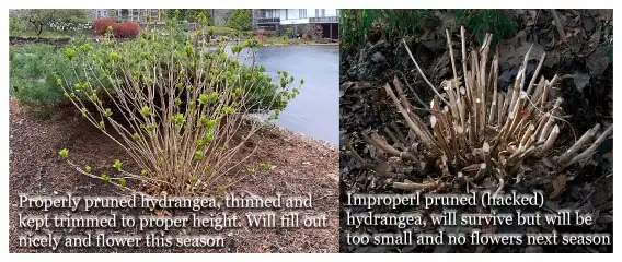 Pruning Landscape Company – Portland Oregon