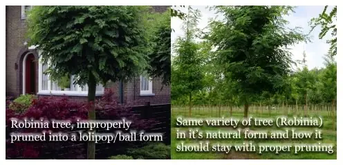 Pruning Landscape Company – Portland Oregon