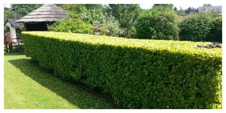 Pruning Landscape Company – Portland Oregon