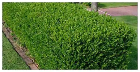 Pruning Landscape Company – Portland Oregon