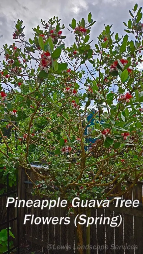 Palm Trees & Tropical Plantings / Landscapes In Portland Area