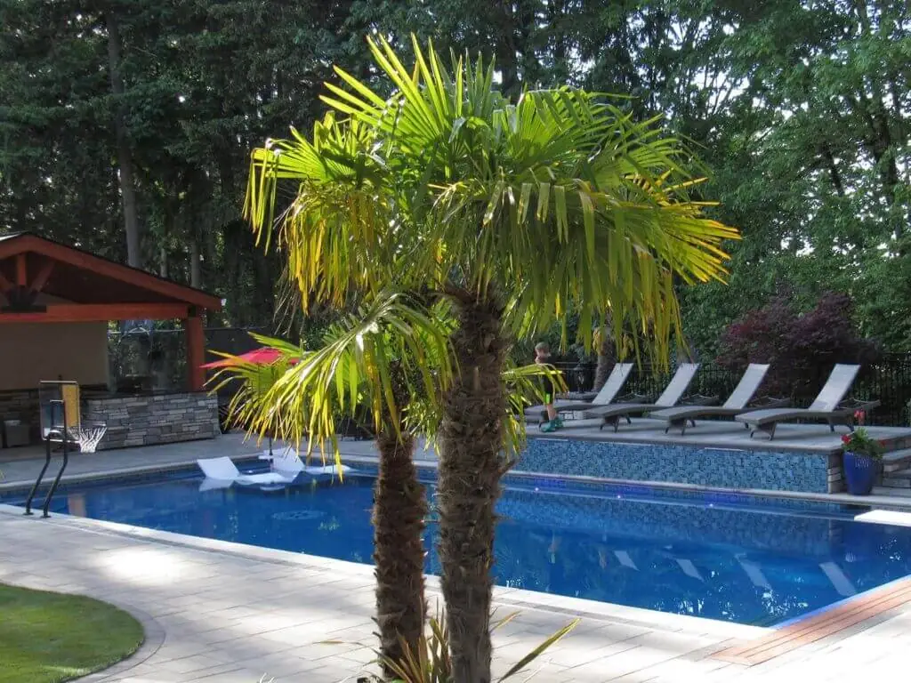 Palm Trees & Tropical Plantings / Landscapes In Portland Area