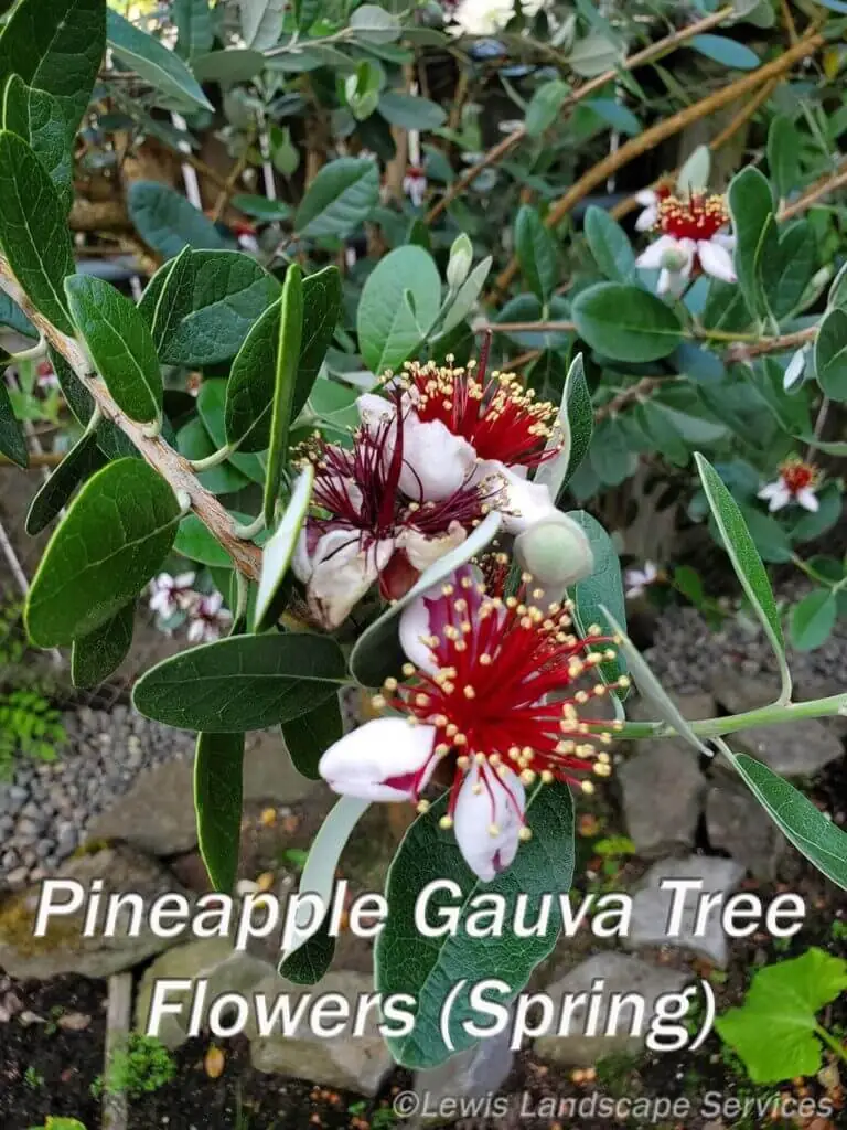 Palm Trees & Tropical Plantings / Landscapes In Portland Area