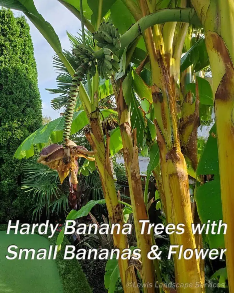 Palm Trees & Tropical Plantings / Landscapes In Portland Area