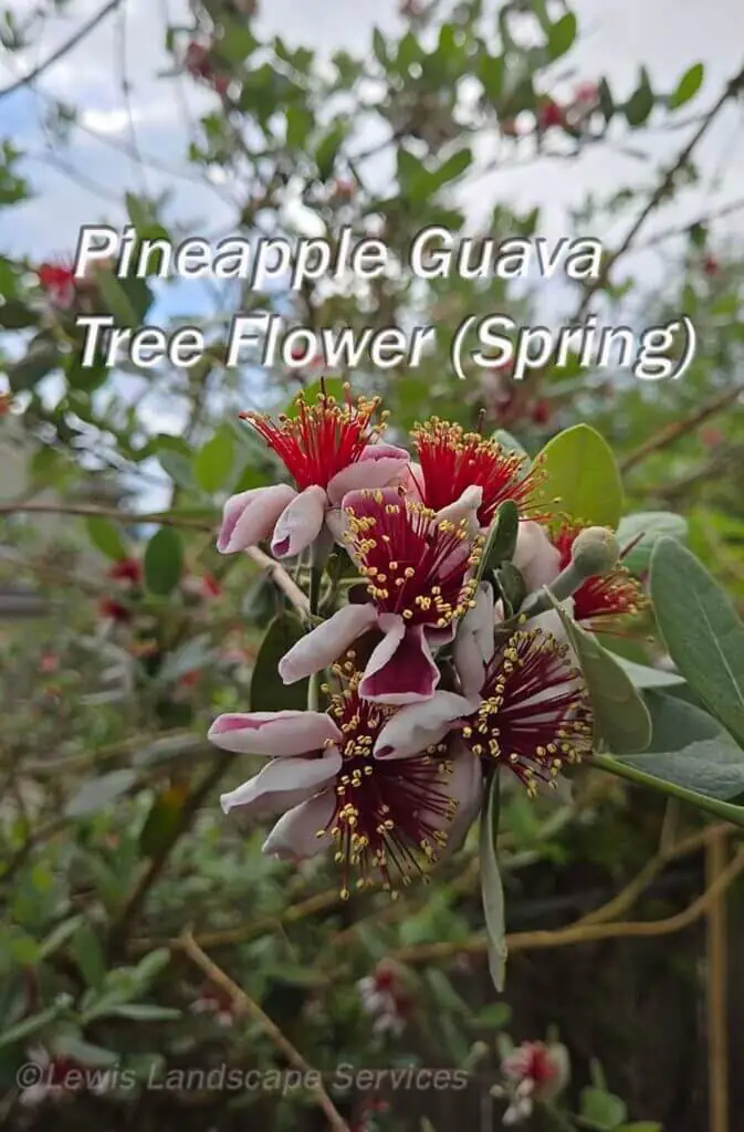 Palm Trees & Tropical Plantings / Landscapes In Portland Area