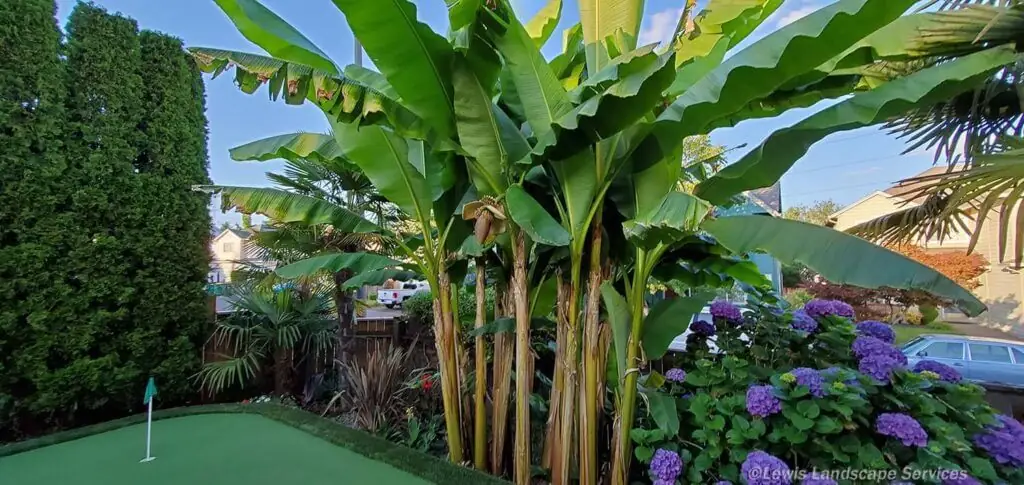 Palm Trees & Tropical Plantings / Landscapes In Portland Area