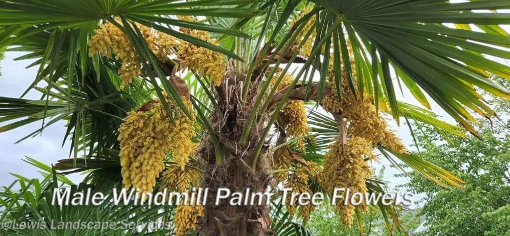 Palm Trees & Tropical Plantings / Landscapes In Portland Area