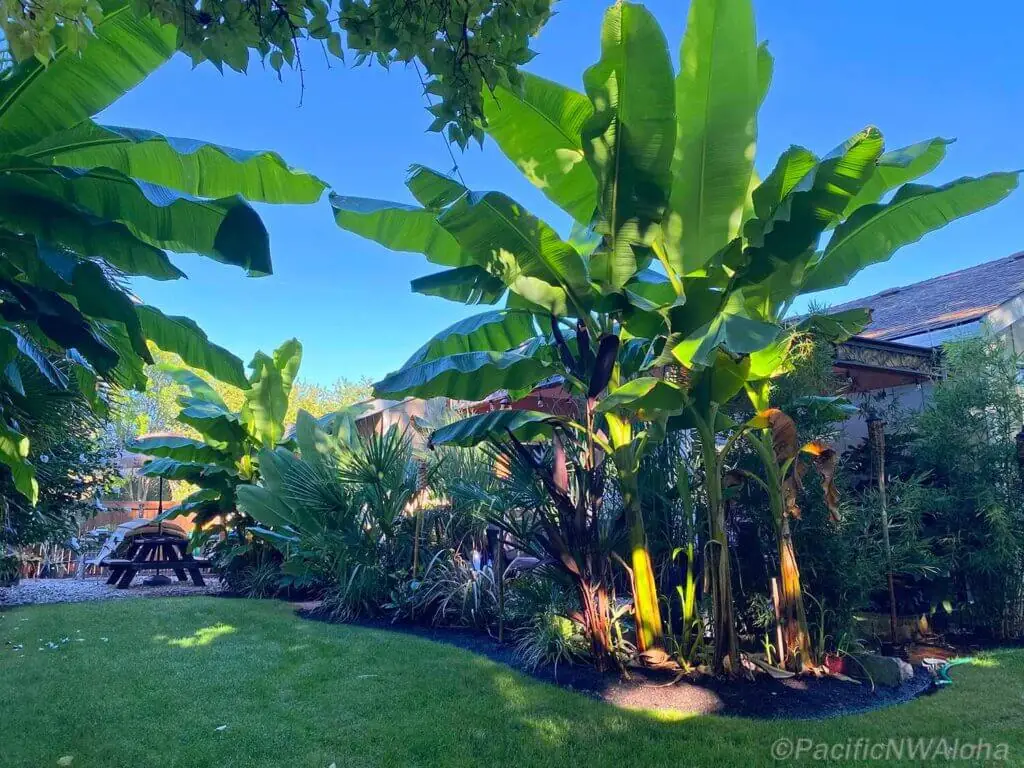 Palm Trees & Tropical Plantings / Landscapes In Portland Area