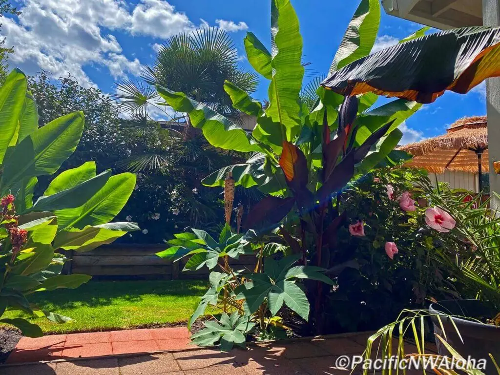 Palm Trees & Tropical Plantings / Landscapes In Portland Area