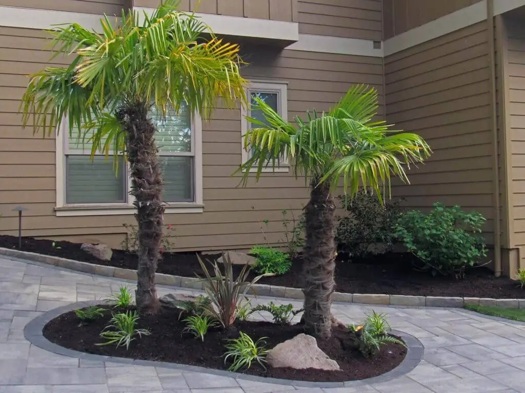 Palm Trees & Tropical Plantings / Landscapes In Portland Area