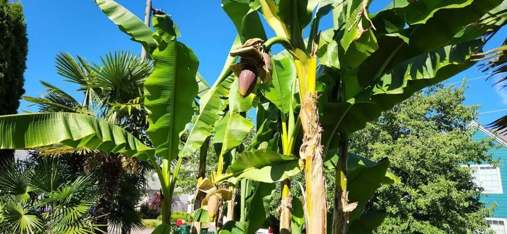 Palm Trees & Tropical Plantings / Landscapes In Portland Area