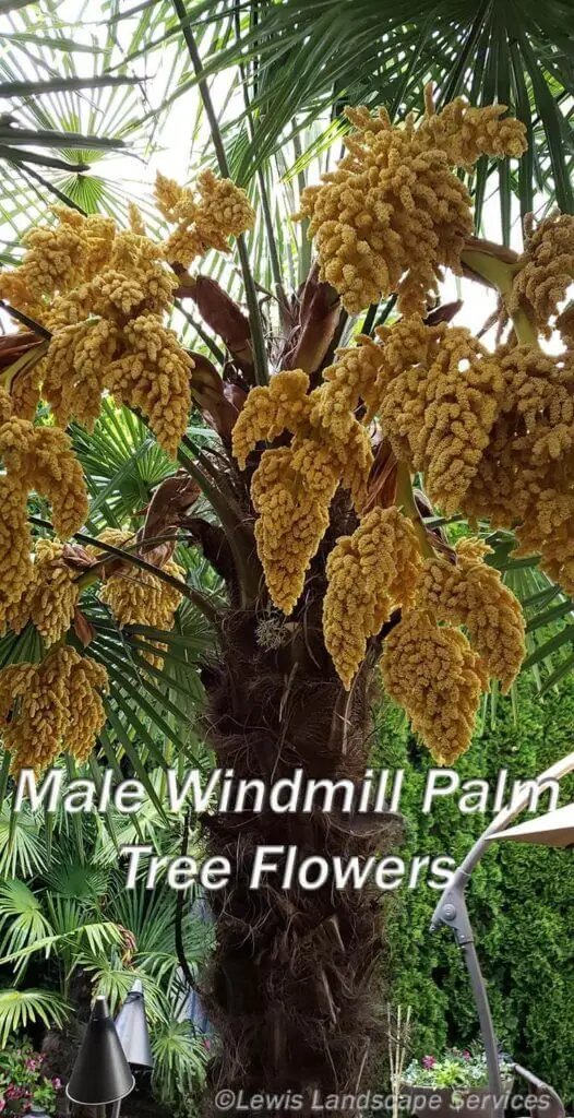 Palm Trees & Tropical Plantings / Landscapes In Portland Area