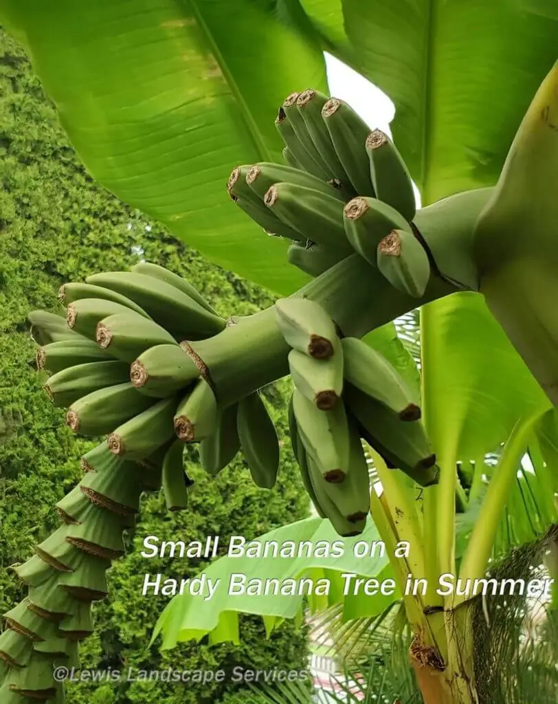 Palm Trees & Tropical Plantings / Landscapes In Portland Area