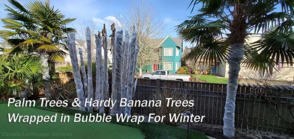 Palm Trees & Tropical Plantings / Landscapes In Portland Area