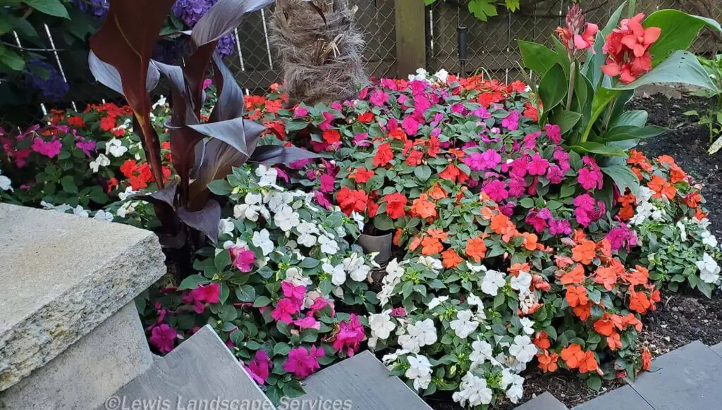 Palm Trees & Tropical Plantings / Landscapes In Portland Area