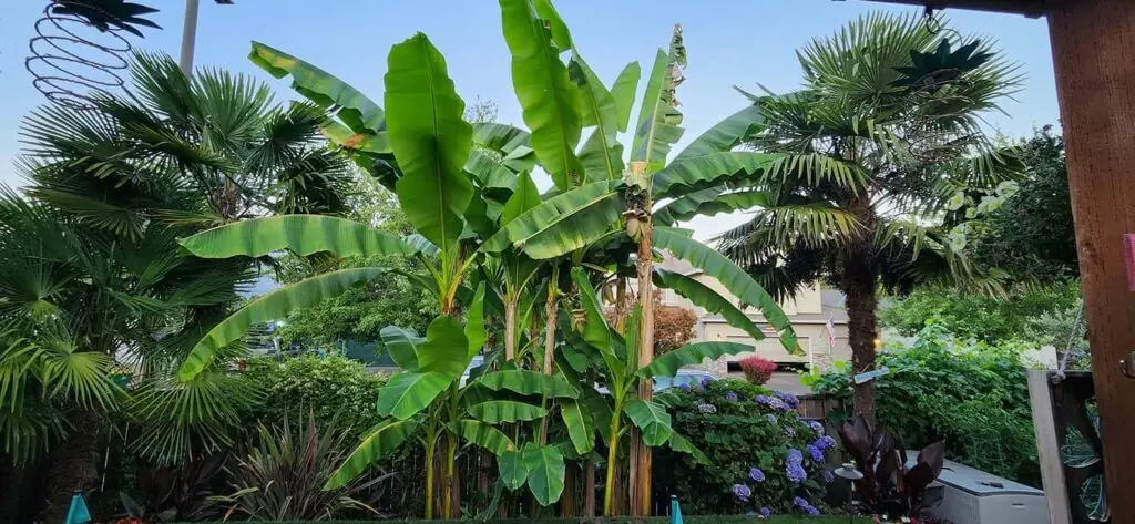 Palm Trees & Tropical Plantings / Landscapes In Portland Area