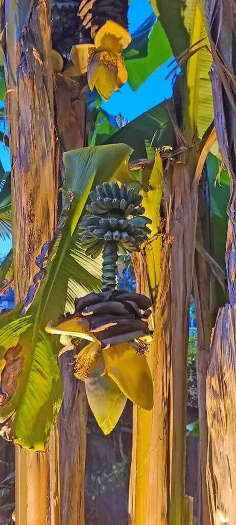 Palm Trees & Tropical Plantings / Landscapes In Portland Area