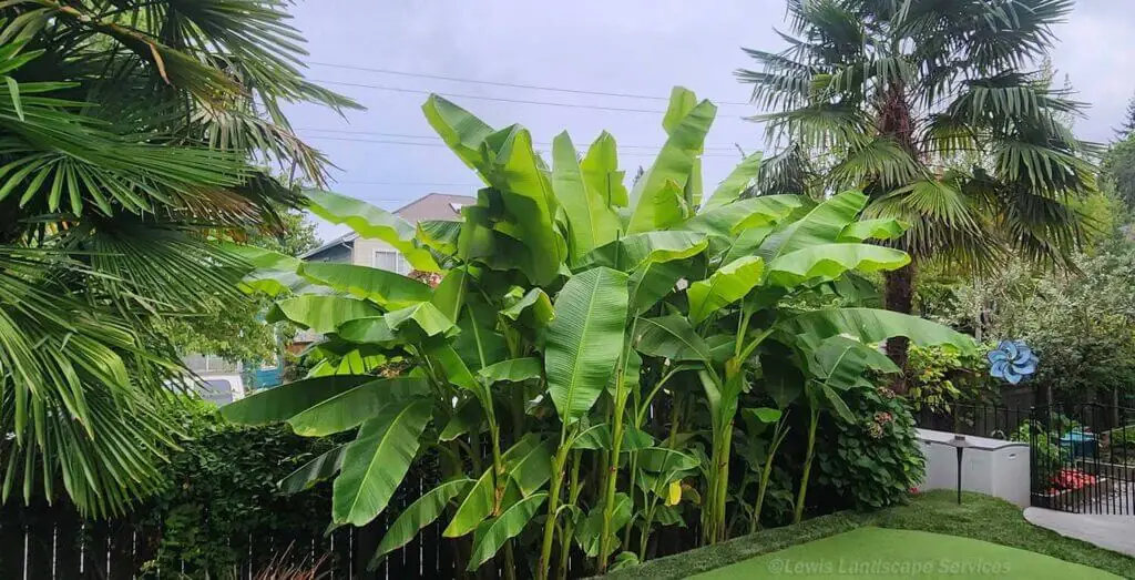 Palm Trees & Tropical Plantings / Landscapes In Portland Area