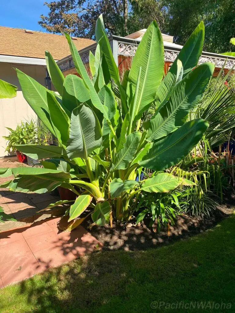 Palm Trees & Tropical Plantings / Landscapes In Portland Area