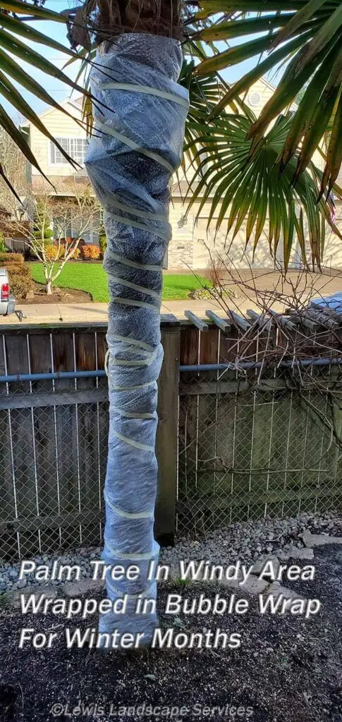 Palm Trees & Tropical Plantings / Landscapes In Portland Area