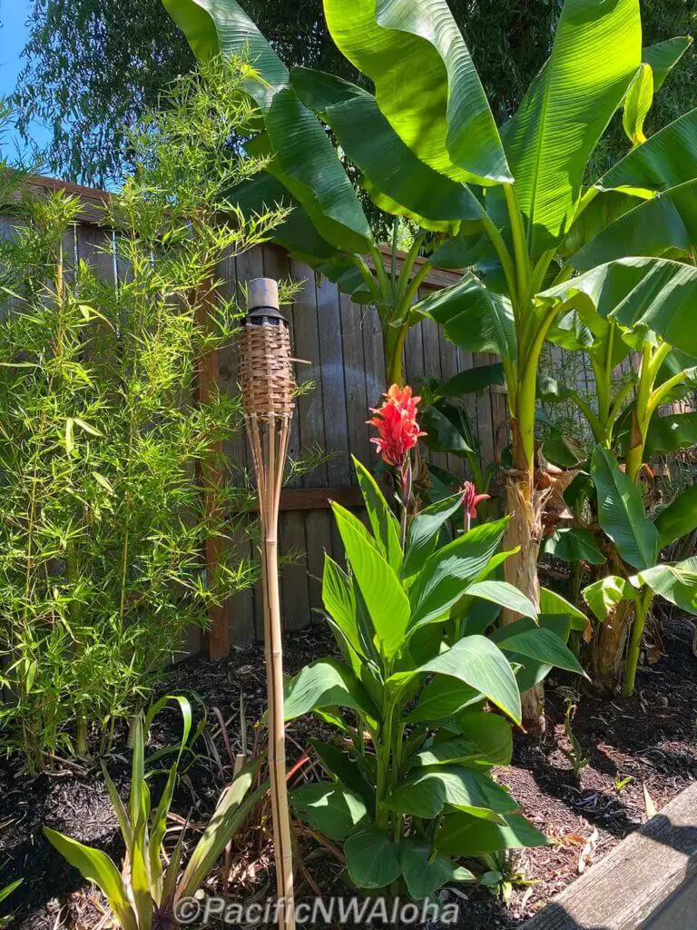Tropic planting Garden