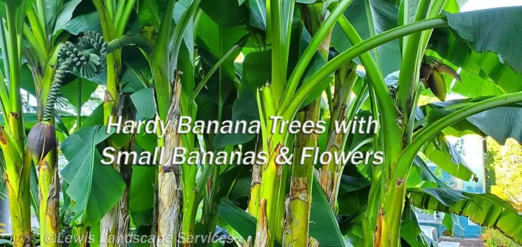 Palm Trees & Tropical Plantings / Landscapes In Portland Area