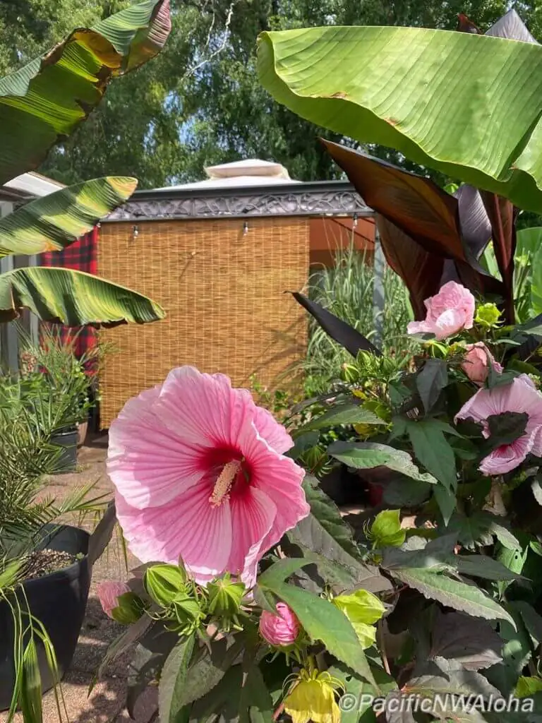 Palm Trees & Tropical Plantings / Landscapes In Portland Area