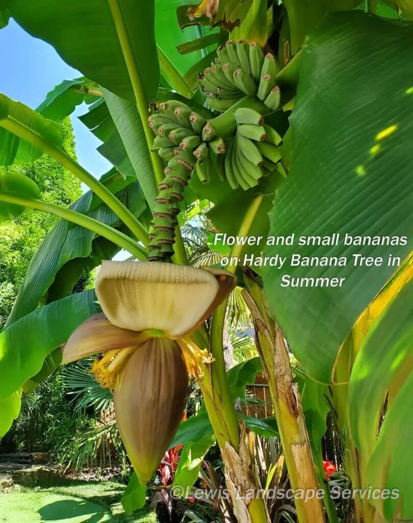 Palm Trees & Tropical Plantings / Landscapes In Portland Area