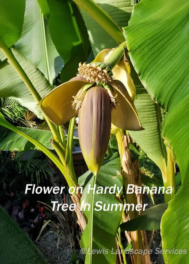 Palm Trees & Tropical Plantings / Landscapes In Portland Area