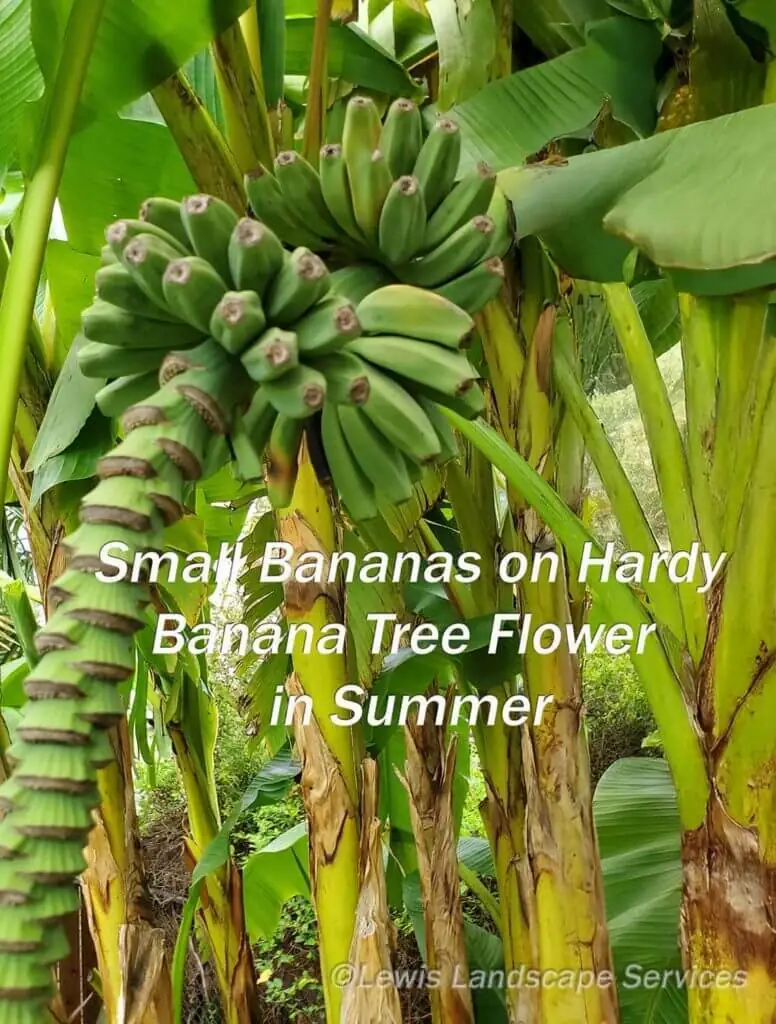 Palm Trees & Tropical Plantings / Landscapes In Portland Area