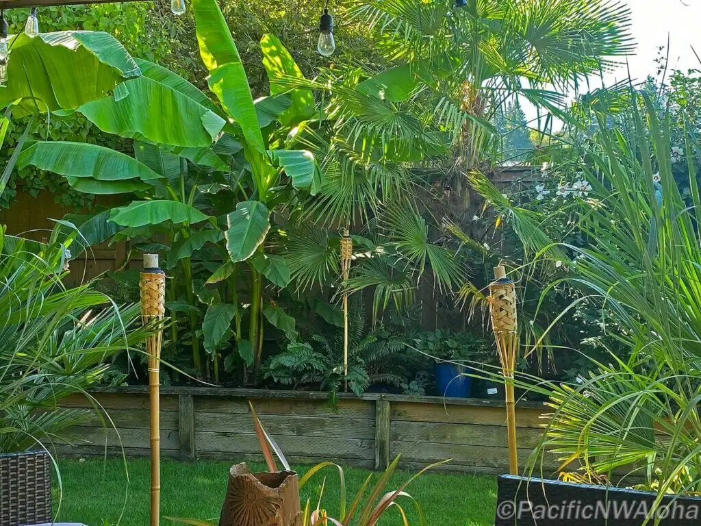 Palm Trees & Tropical Plantings / Landscapes In Portland Area