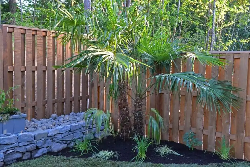 Palm Trees & Tropical Plantings / Landscapes In Portland Area