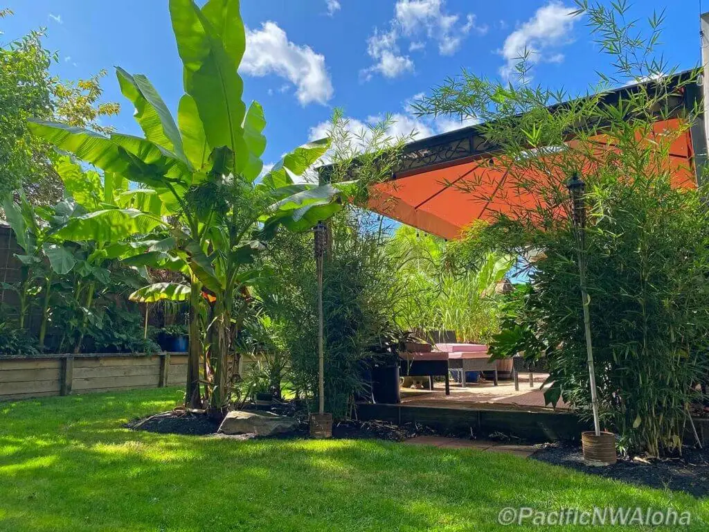 Palm Trees & Tropical Plantings / Landscapes In Portland Area