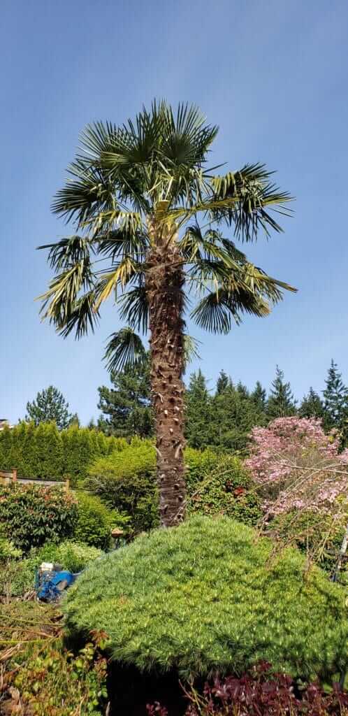Palm Trees & Tropical Plantings / Landscapes In Portland Area
