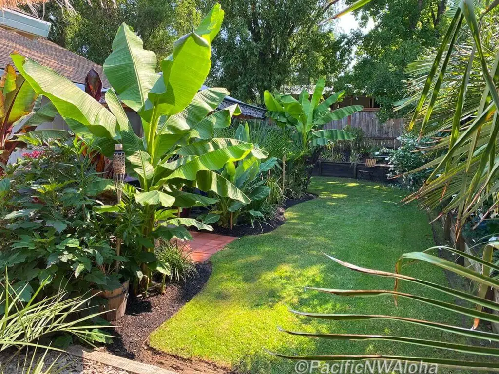 Palm Trees & Tropical Plantings / Landscapes In Portland Area