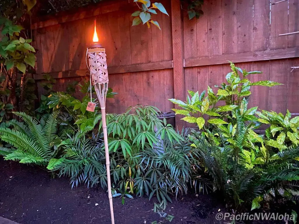 Palm Trees & Tropical Plantings / Landscapes In Portland Area