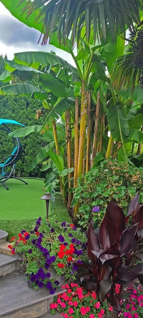 Palm Trees & Tropical Plantings / Landscapes In Portland Area