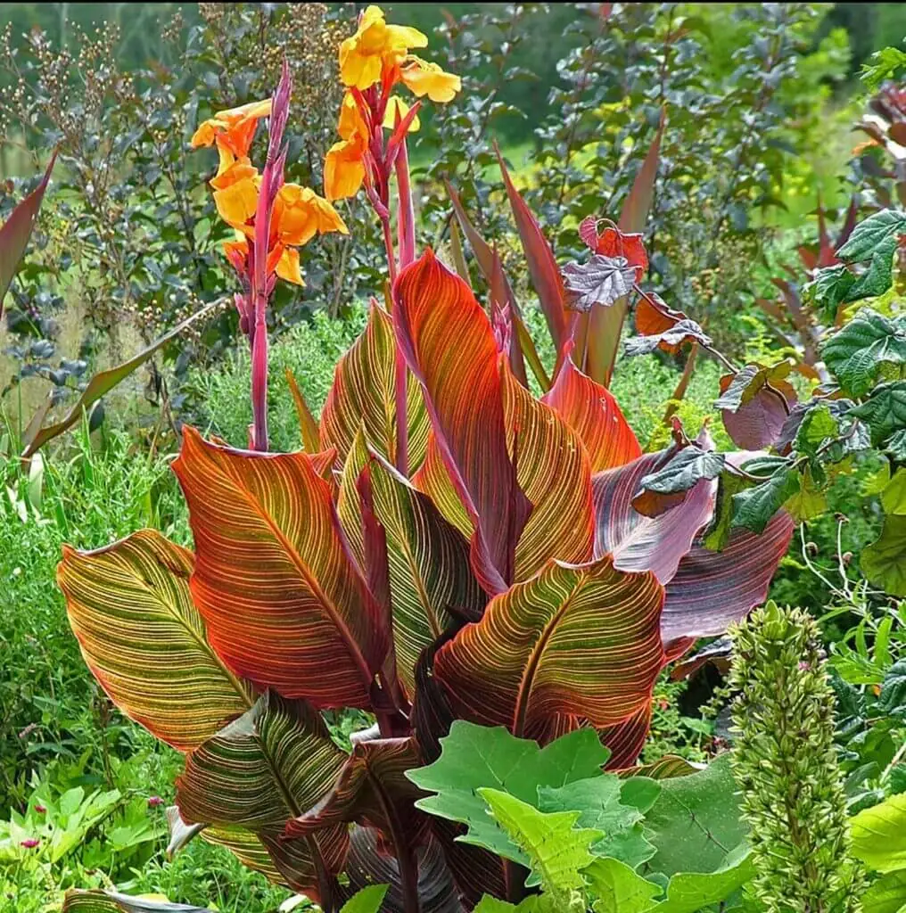 Bright Tropic plants