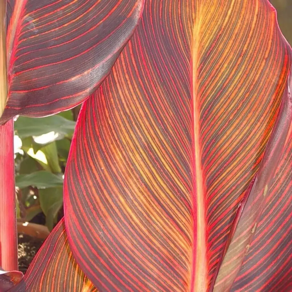 Palm Trees & Tropical Plantings / Landscapes In Portland Area