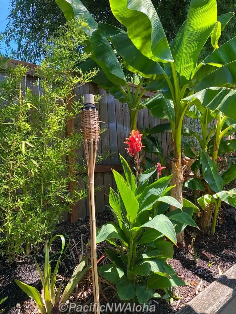 Palm Trees & Tropical Plantings / Landscapes In Portland Area