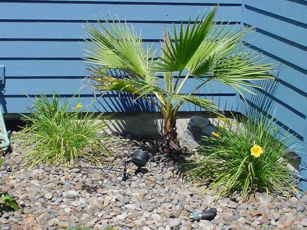 Palm Trees & Tropical Plantings / Landscapes In Portland Area