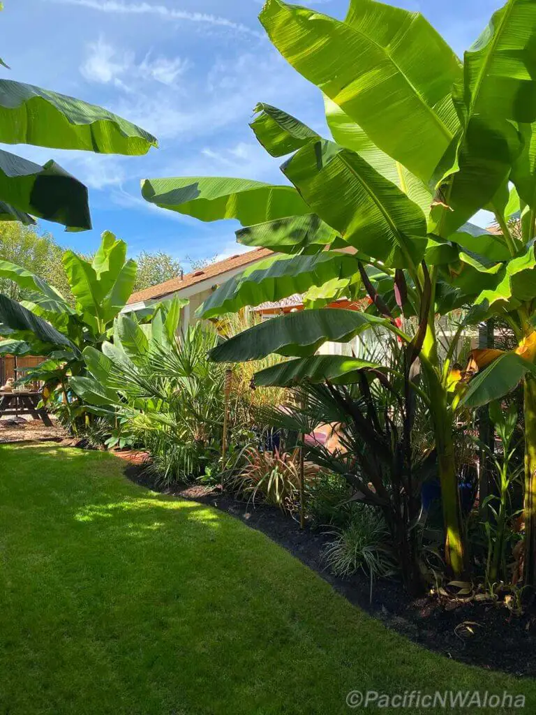 Palm Trees & Tropical Plantings / Landscapes In Portland Area