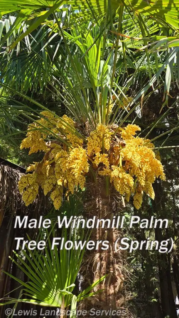 Palm Trees & Tropical Plantings / Landscapes In Portland Area